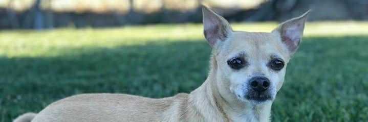 no quema cuh romance banner