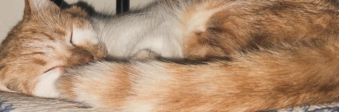 justkorihere's profile banner image