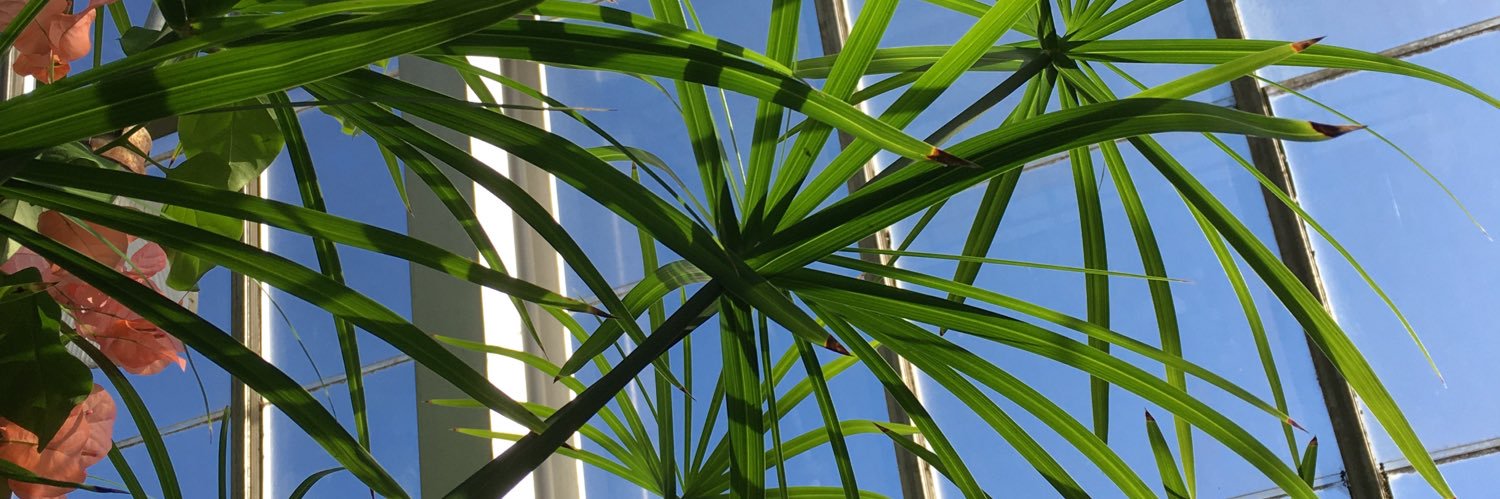 flatplants's profile banner image