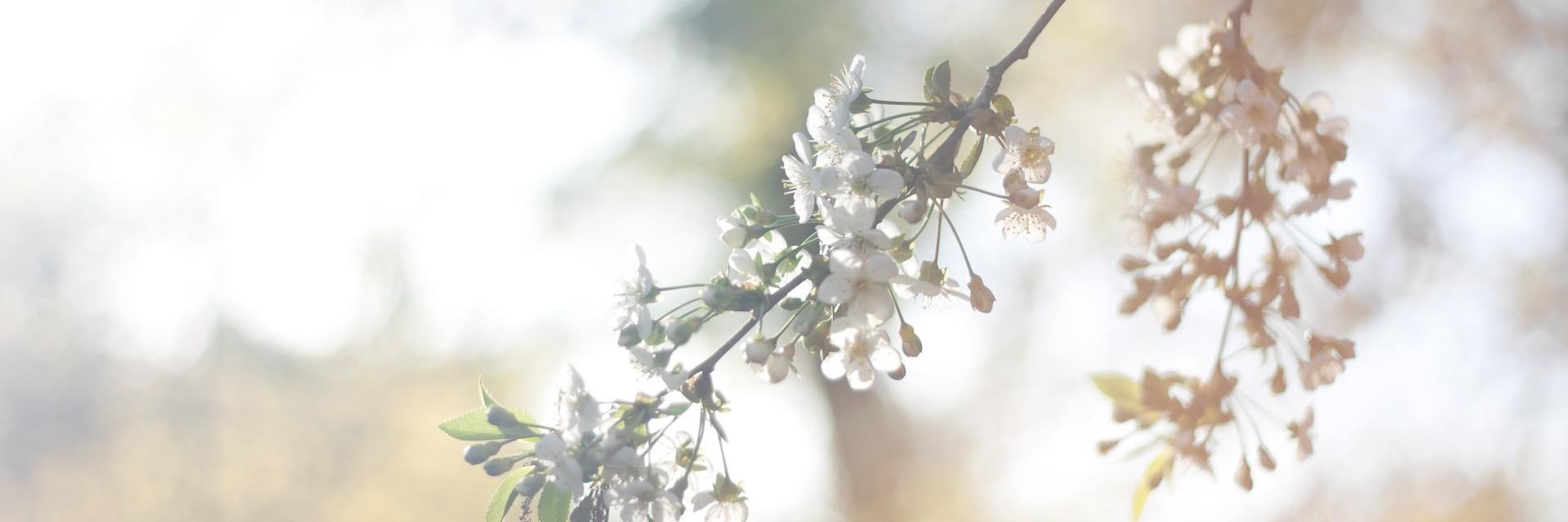 AbbieClick's profile banner image