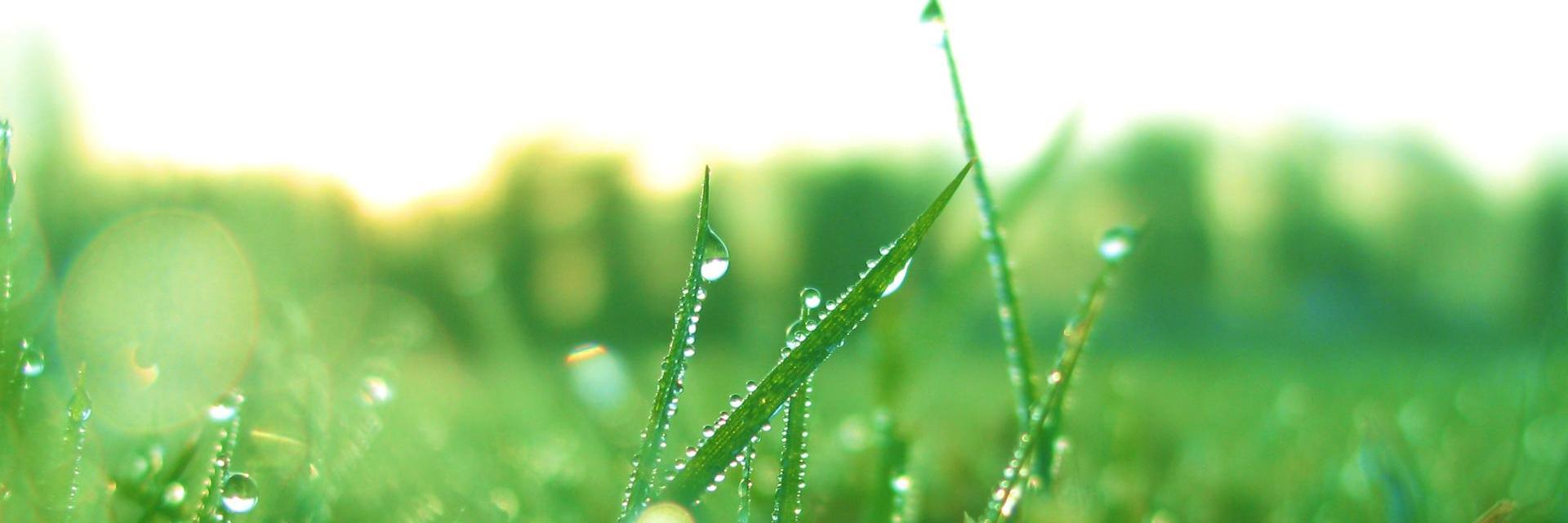 GreentalkRu's profile banner image