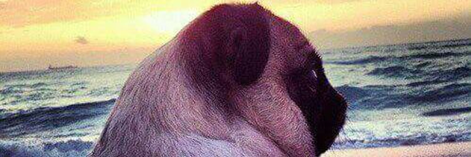 pugkyo's profile banner image