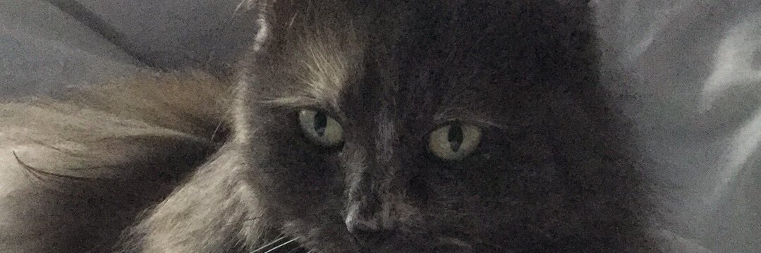 Tracey mollett banner