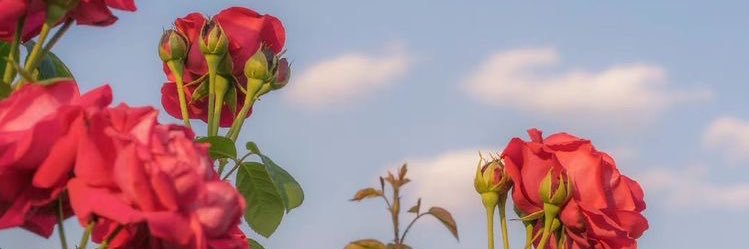 Fausvdr's profile banner image