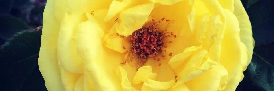 María Chamberí banner