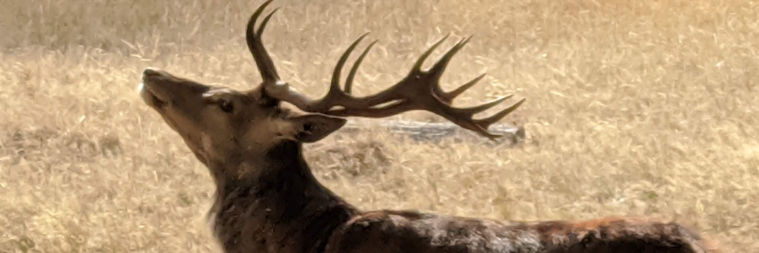 NDownsWanderer's profile banner image
