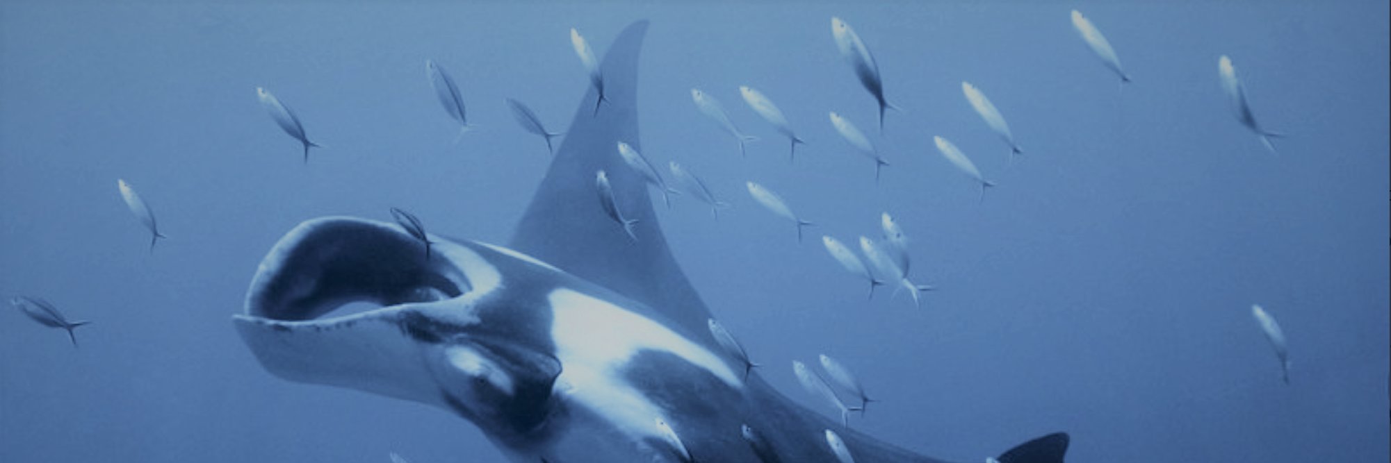 Ocean_Voice_'s profile banner image