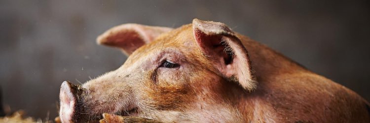 Hotel Els Casals banner