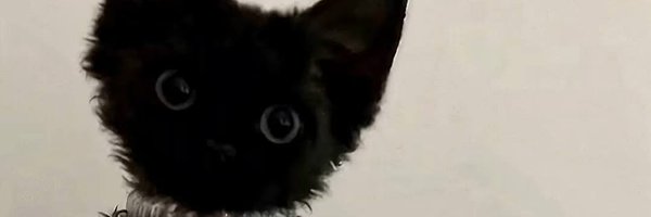 LotusSalem Profile Banner