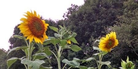 audraellis's profile banner image