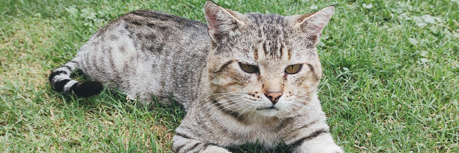 Pato Ríos✌️ banner