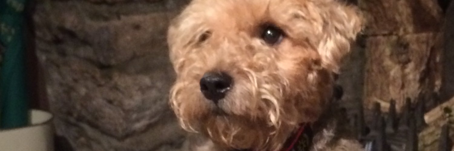 Sallyflups's profile banner image