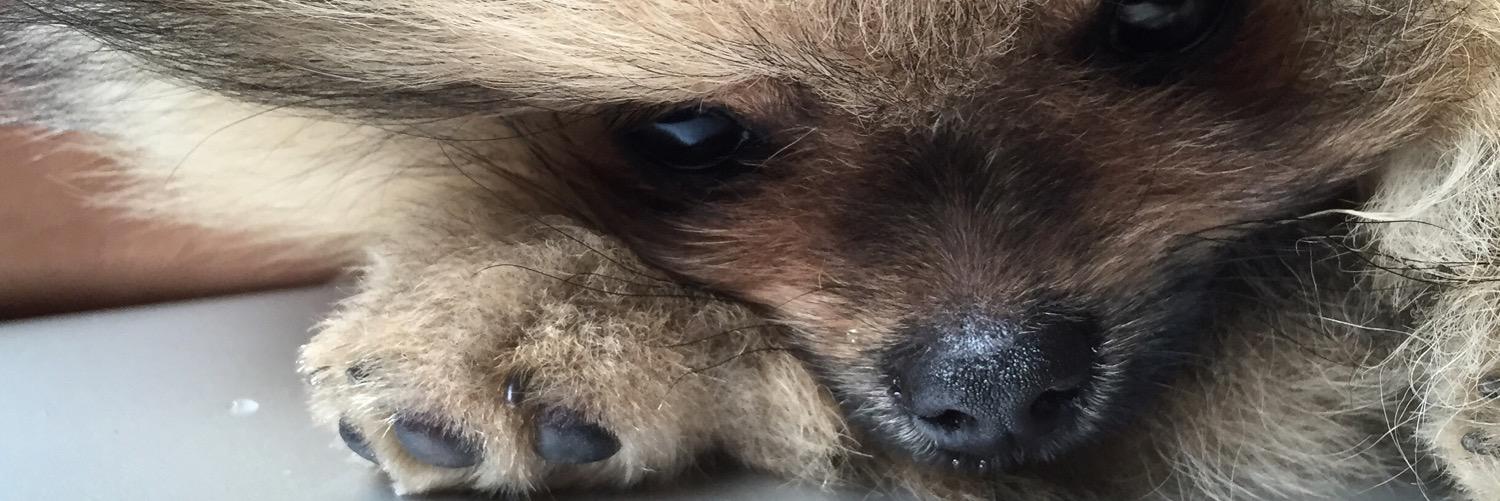 jim_pom1's profile banner image