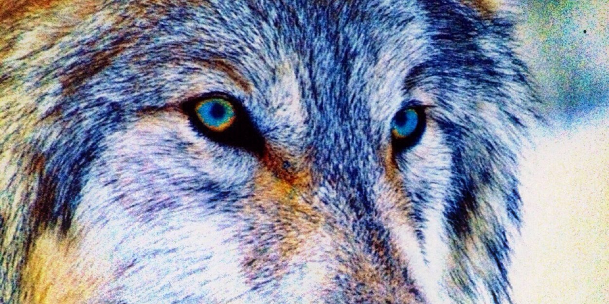 PowerOfAnimals's profile banner image