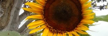 AroldoPinheiro's profile banner image