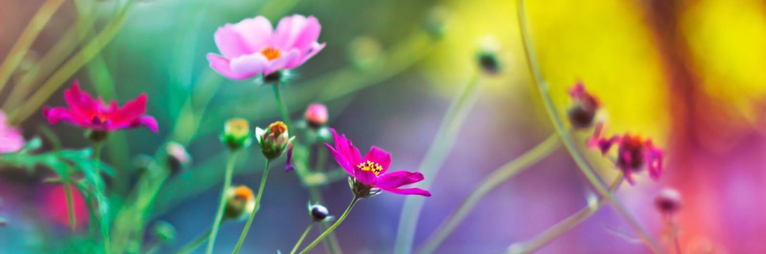 HeLoisa_Chow's profile banner image