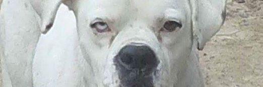 swagerdog247's profile banner image