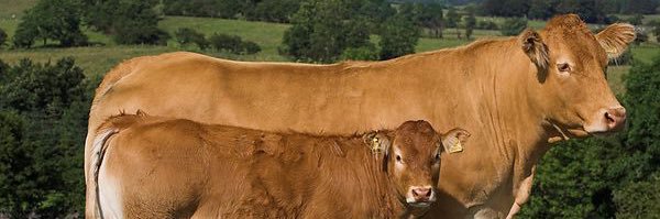 Carnivore JoeHos banner