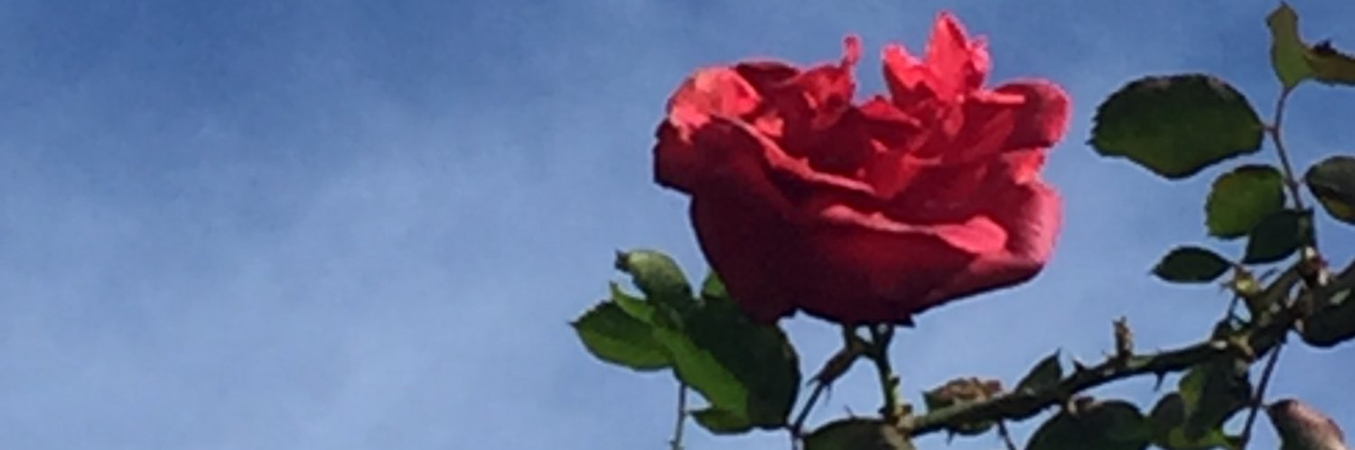 palmacirulli's profile banner image