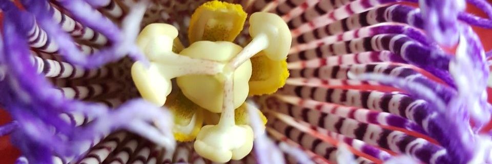 tropicalaaaaa's profile banner image