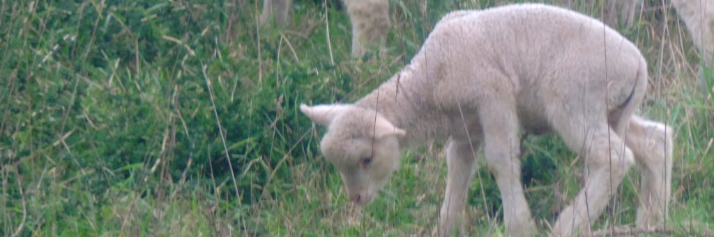 Alberto Simões banner