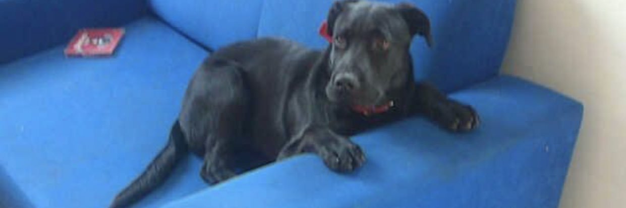 fabian vasquez banner