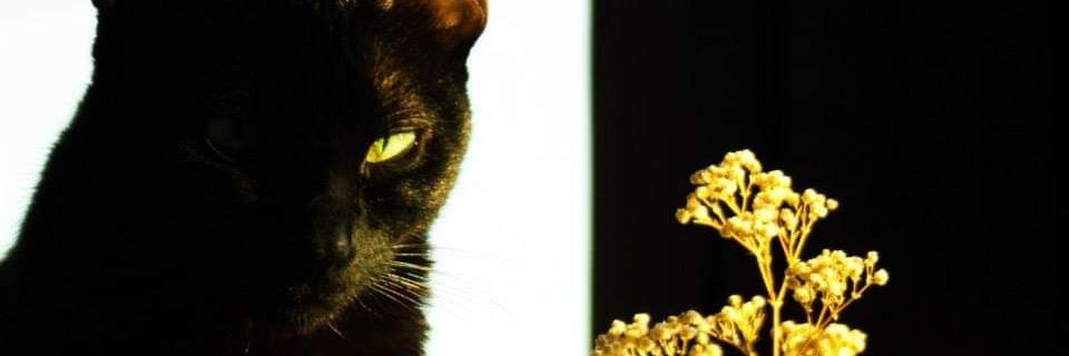 Staroftwilight's profile banner image