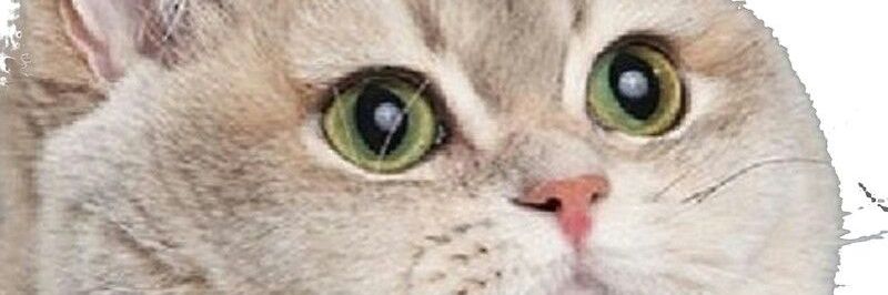giladwss's profile banner image