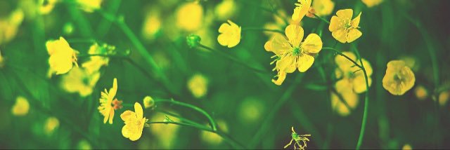_haroldscurls__'s profile banner image