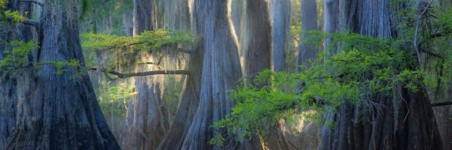 OrlandoForest's profile banner image