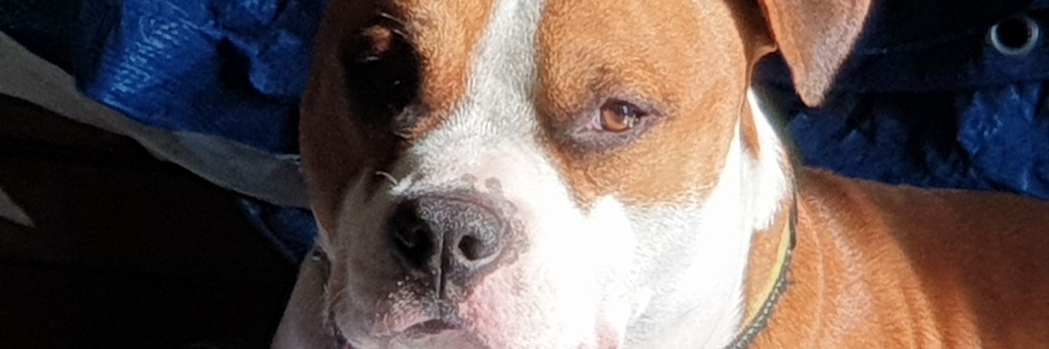 MarcelloBenini's profile banner image