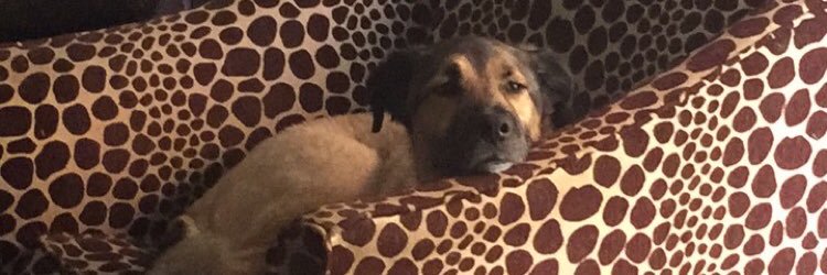 RileyShea26's profile banner image