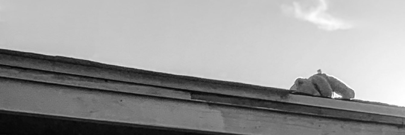 robinbartolini's profile banner image