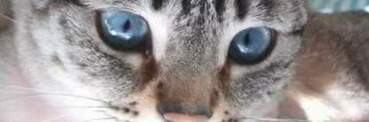 Mitch Llewellyn banner