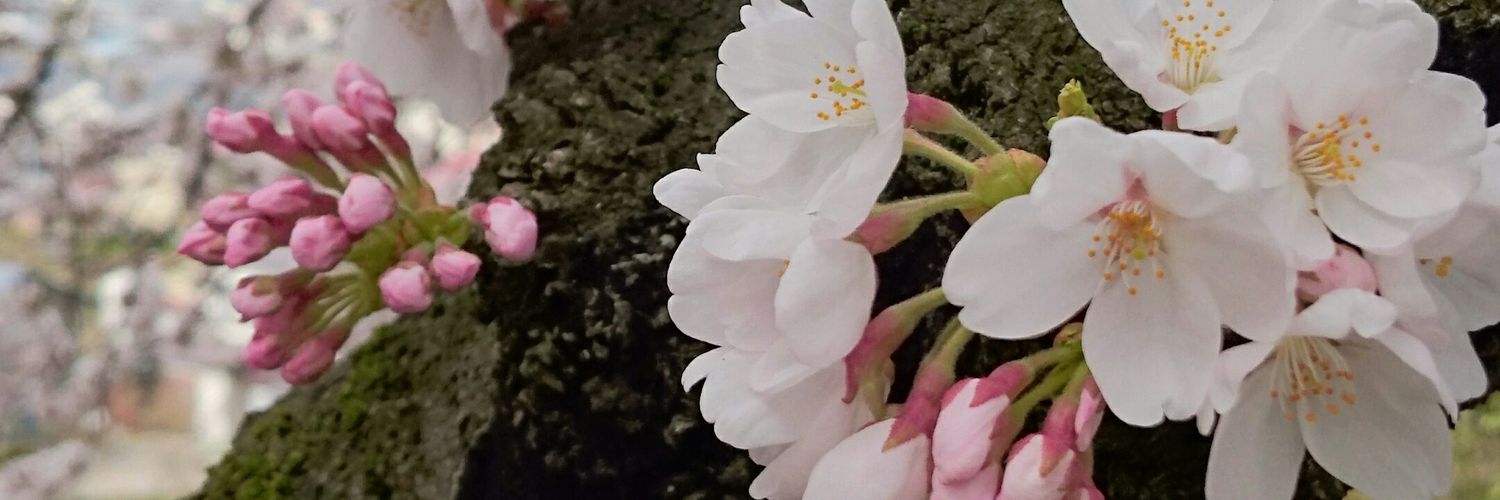 onepiecemarina's profile banner image