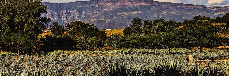 Guillermo Medrano banner