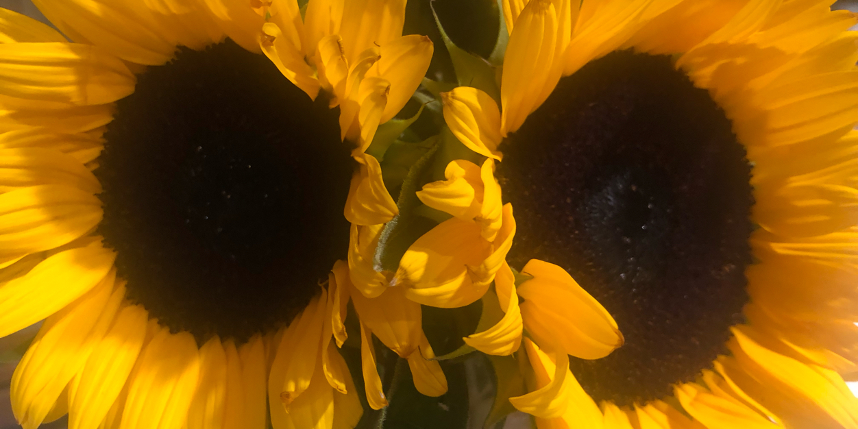 melgillard_'s profile banner image