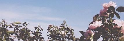 MisssViki's profile banner image