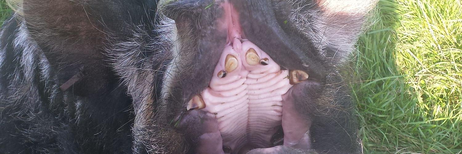 💜🤍💚Andrea, woman not cis💜🤍💚 banner