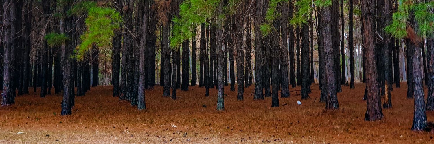 willianuve's profile banner image