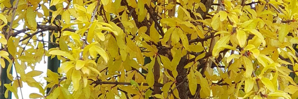 CeipParque's profile banner image
