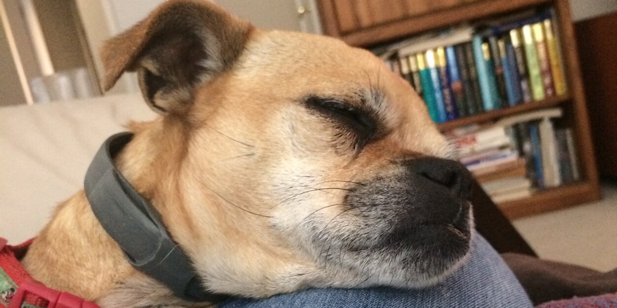 Lilypuggle's profile banner image