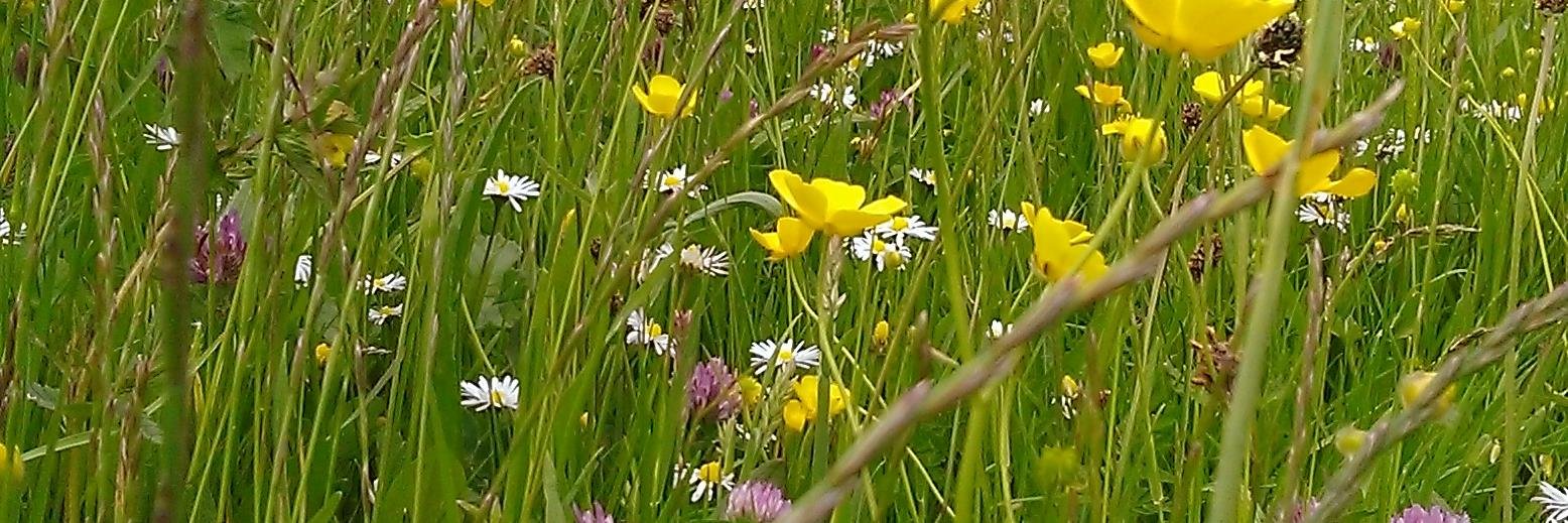 Louise J Jones banner