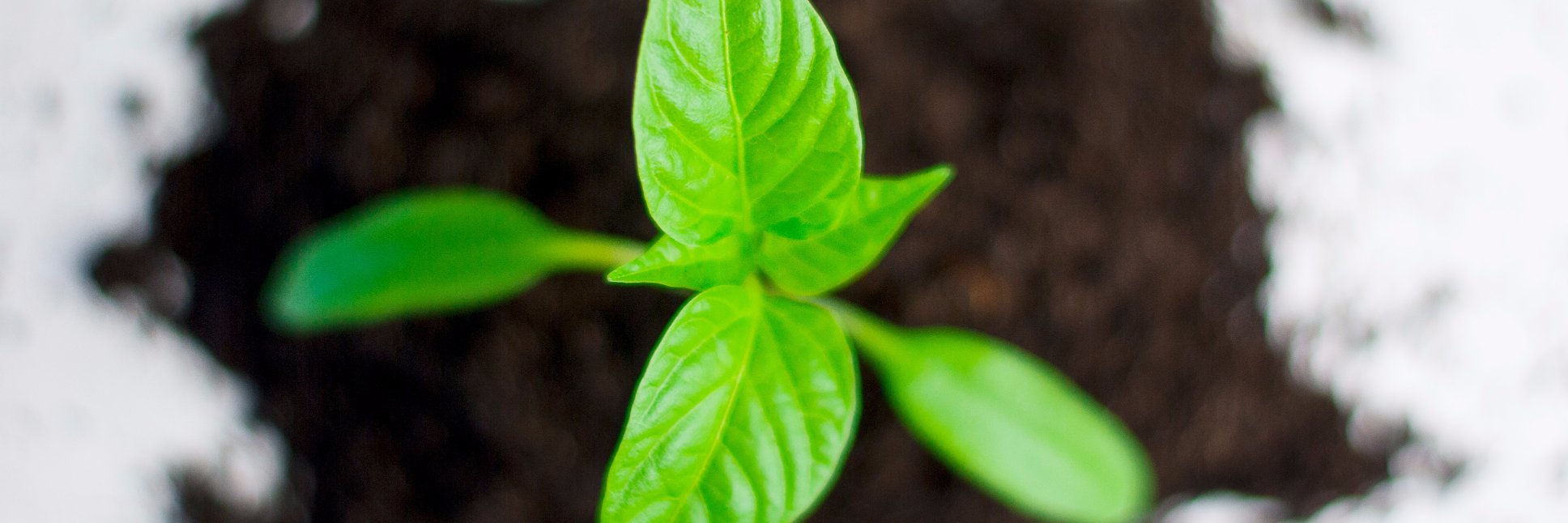 The Friedman Sprout banner