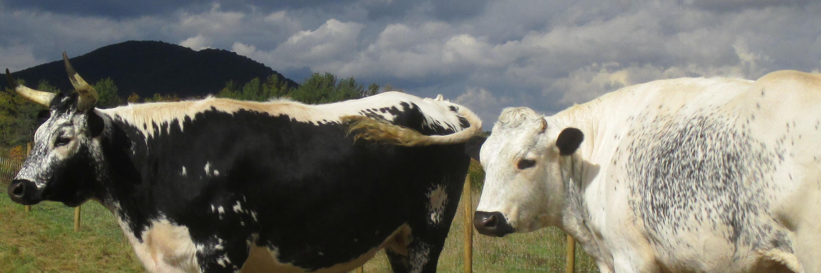 VTAnimaLover's profile banner image