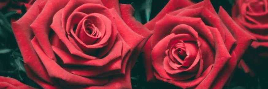 PrettyReddAries's profile banner image