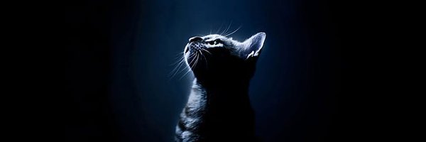 CatManNetwork Profile Banner