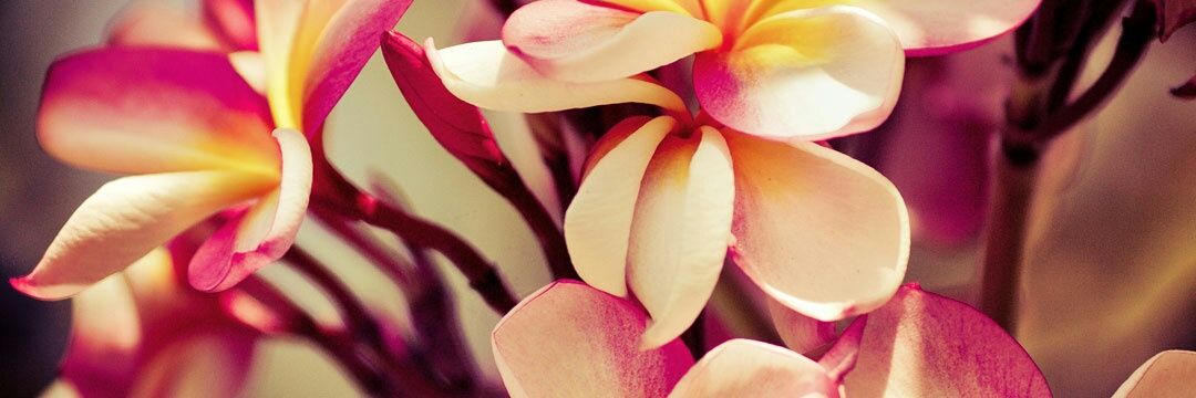 MarisolFernan12's profile banner image