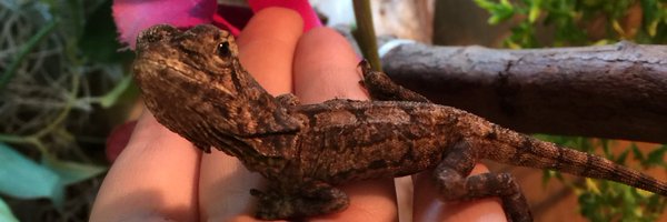 TeamReptiles Profile Banner