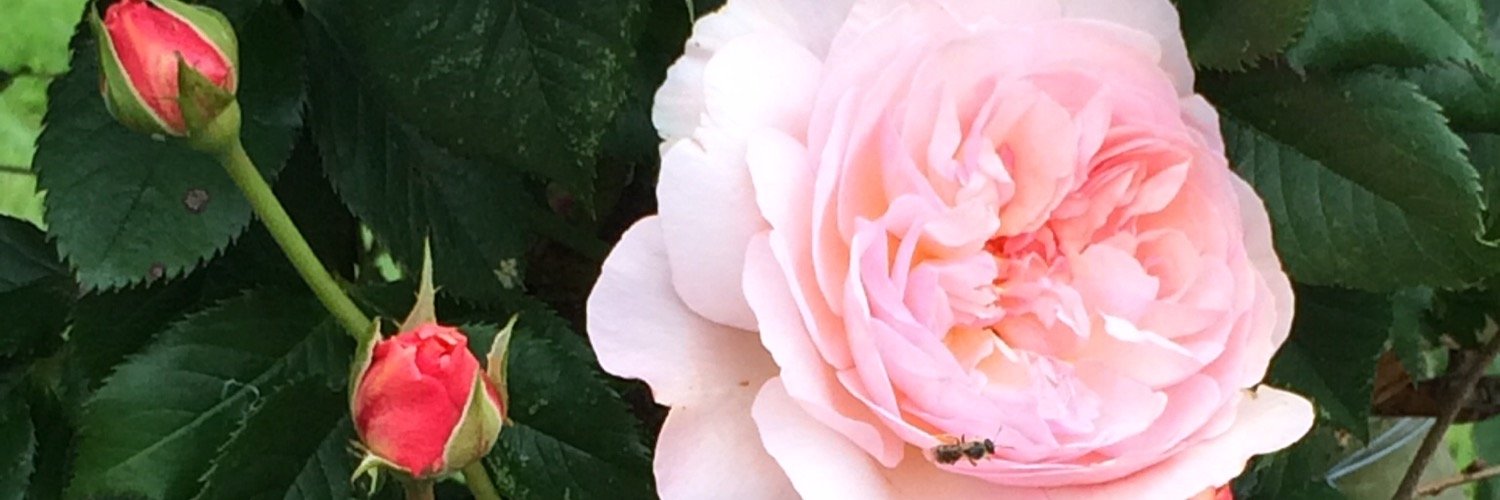 elizabethaoust's profile banner image